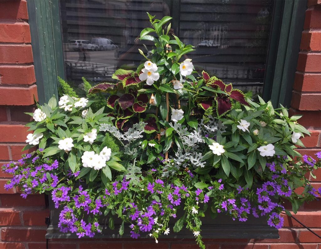 Window Boxes Potted UP