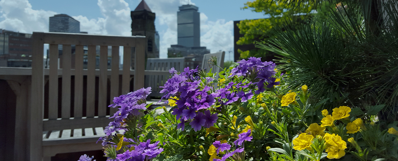 Home Classic Potted UP