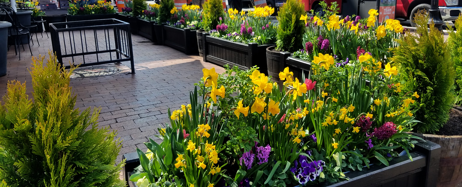 Home Classic Potted UP